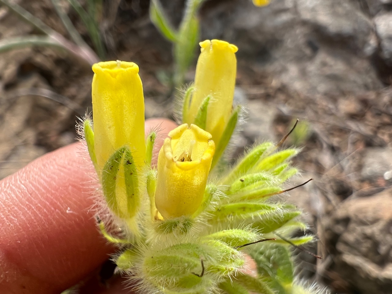 Onosma cassia