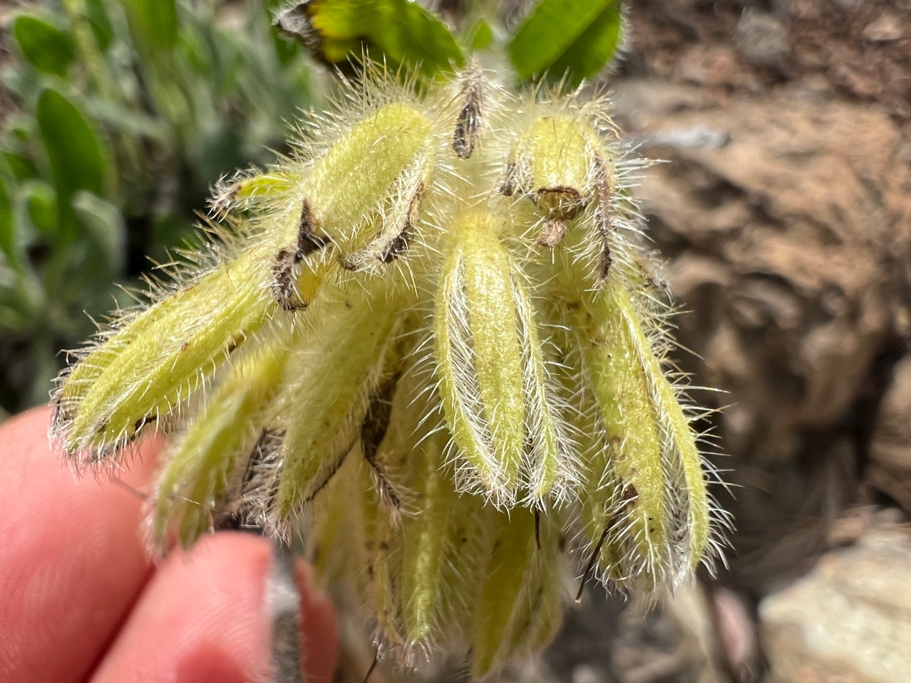 Onosma cassia