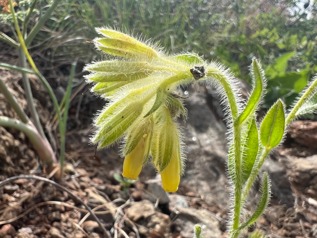 Onosma cassia