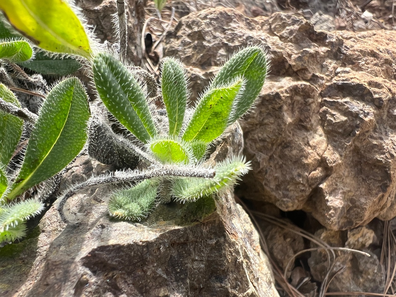 Onosma cassia