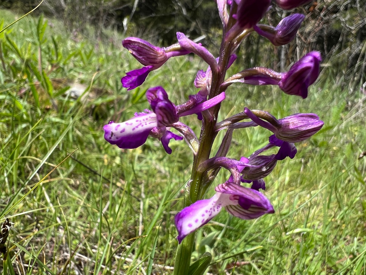 Orchis morio