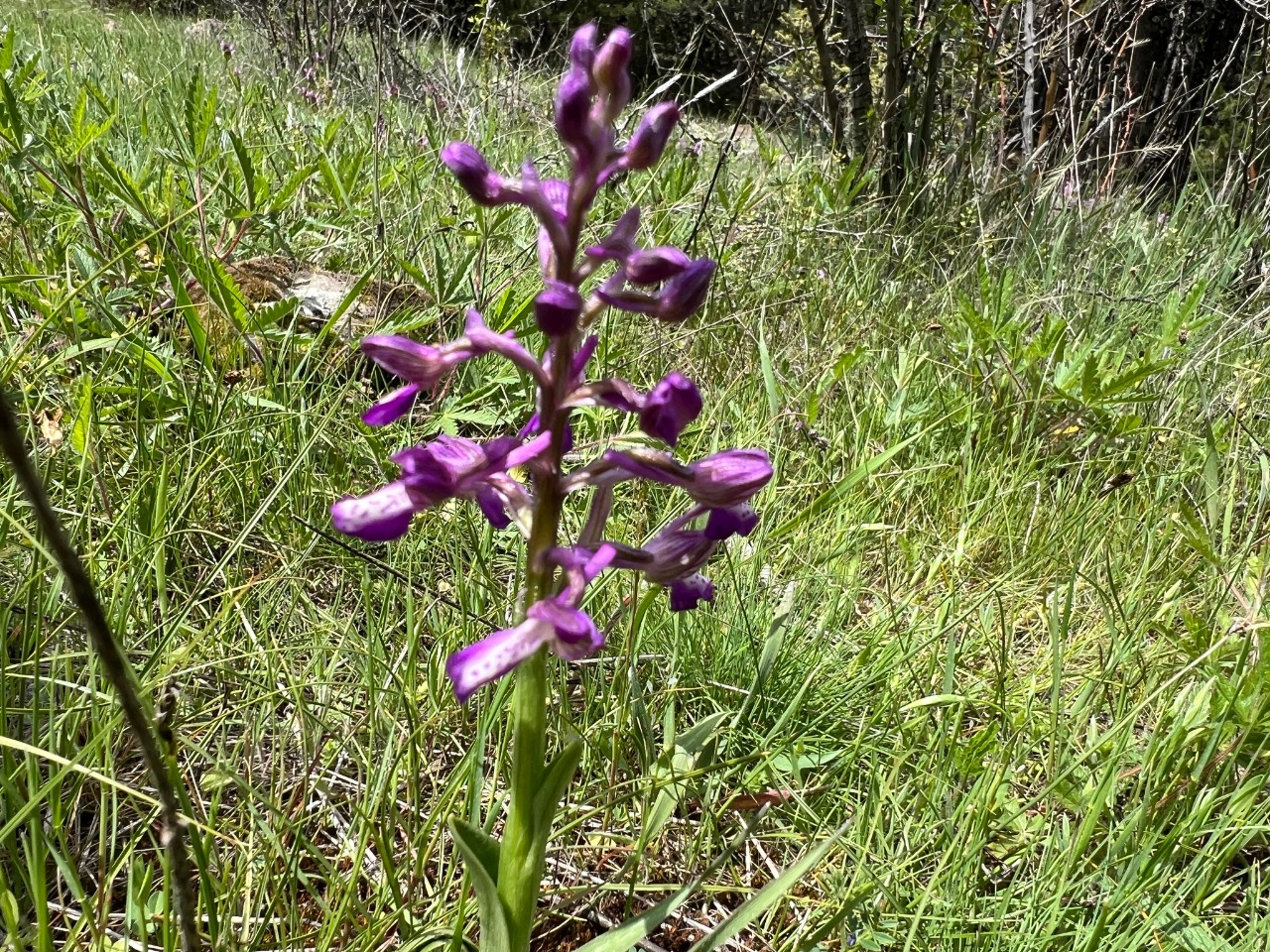 Orchis morio