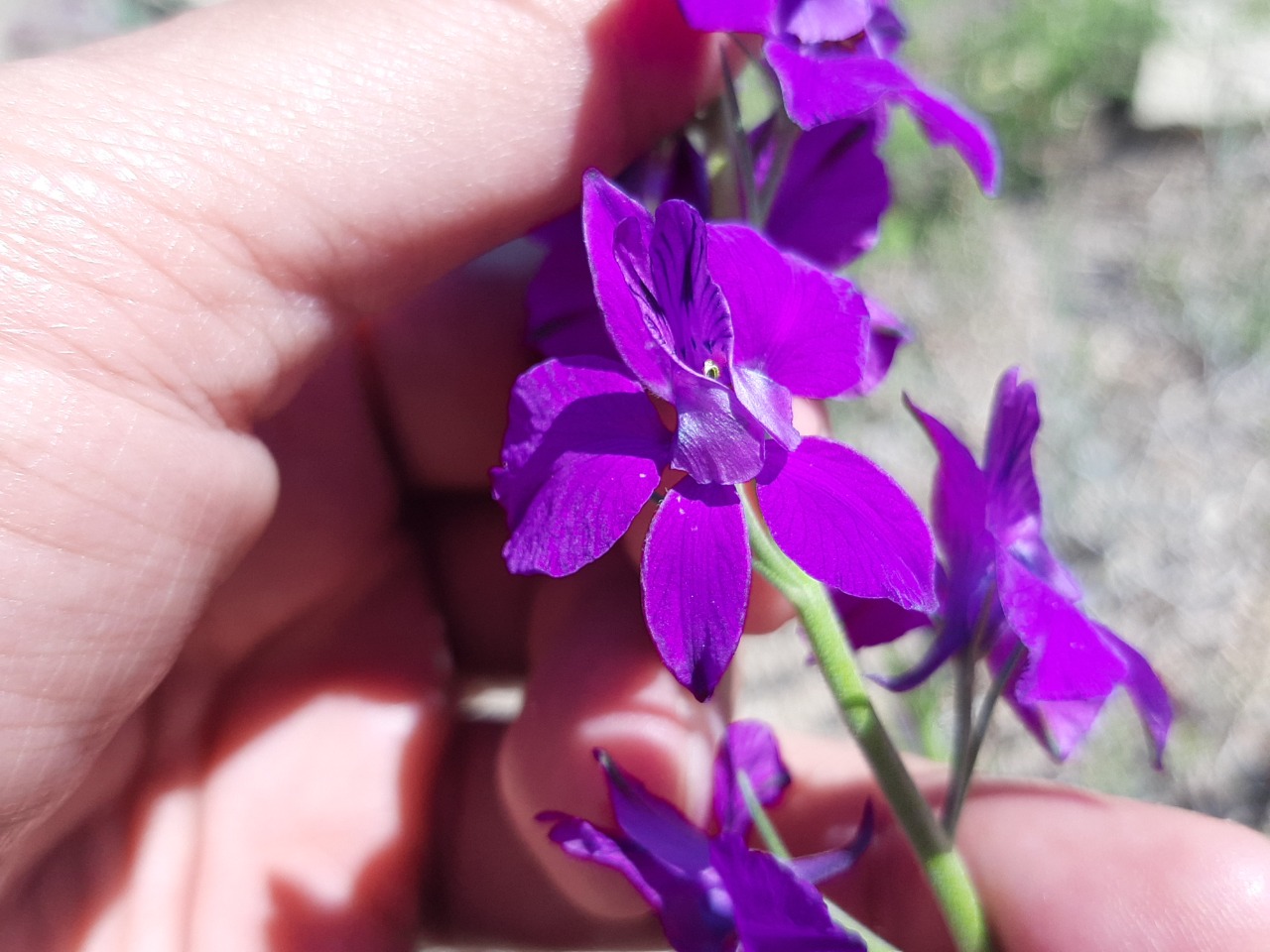 Delphinium ajacis