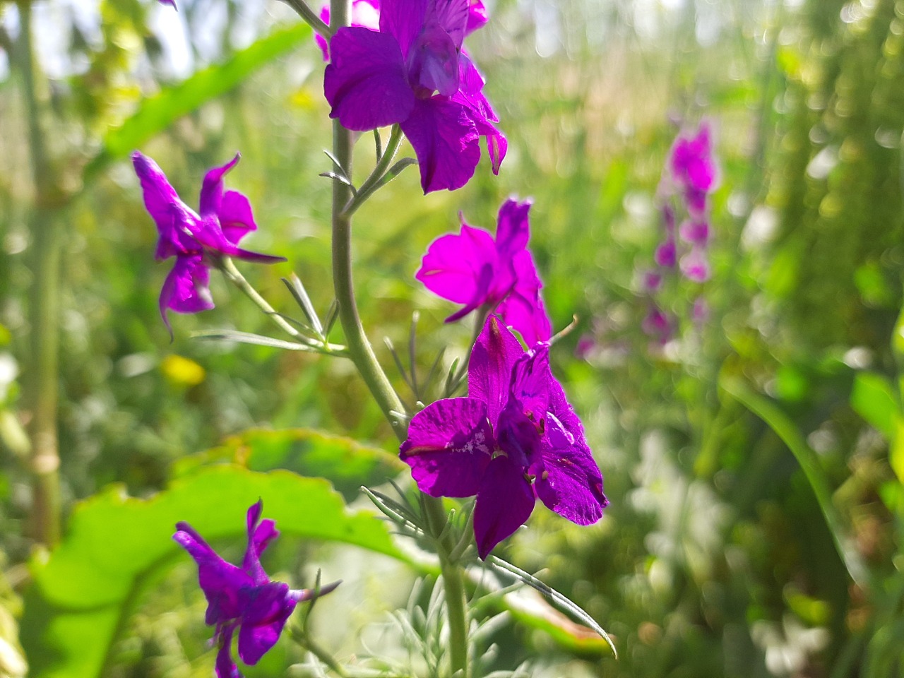 Delphinium ajacis