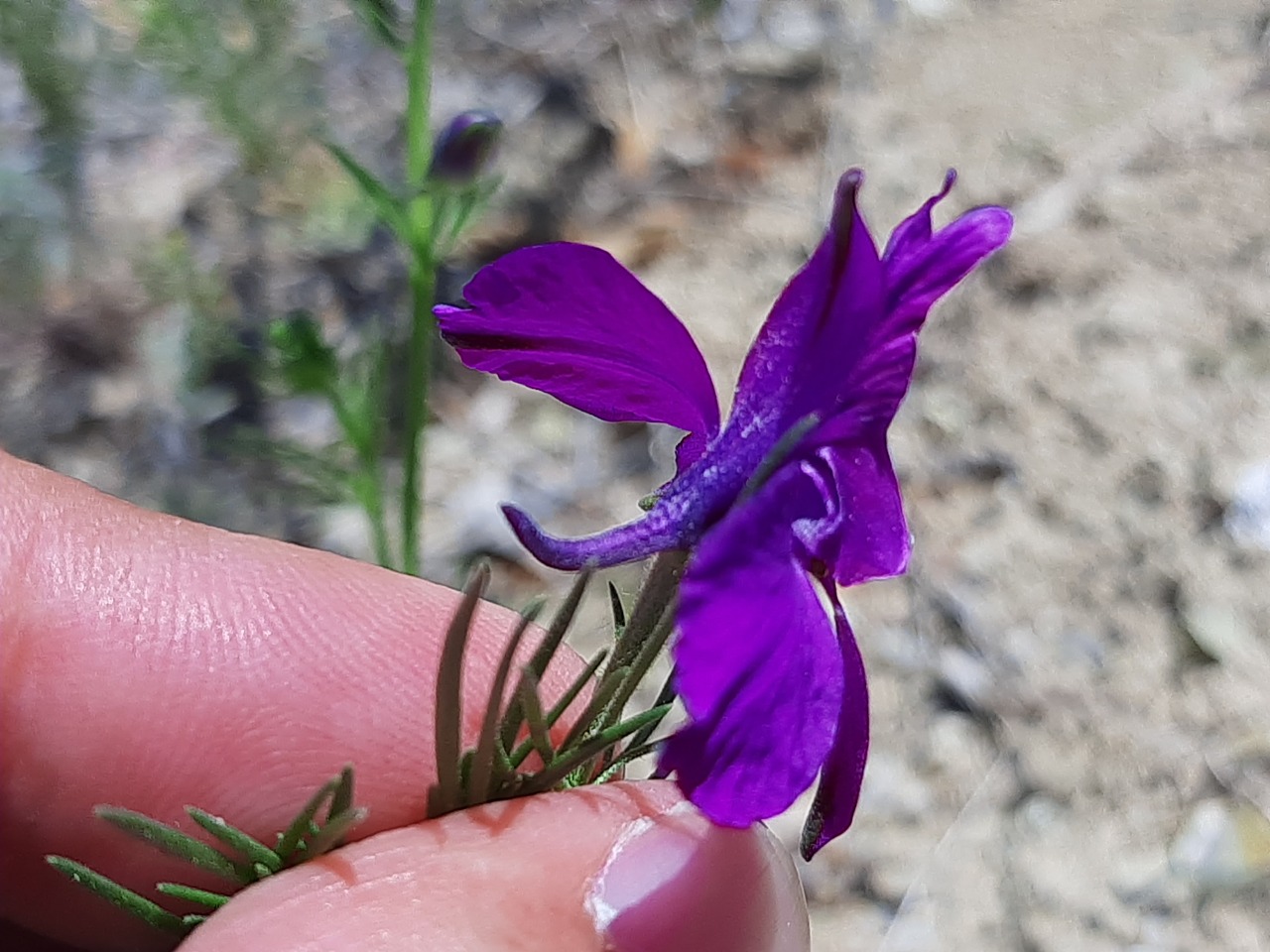 Delphinium ajacis