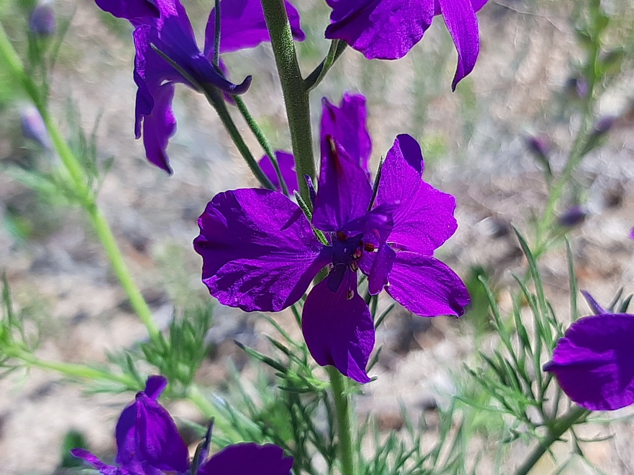 Delphinium ajacis