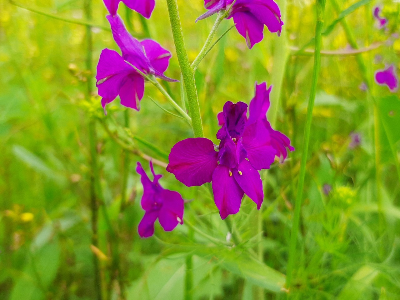 Delphinium ajacis