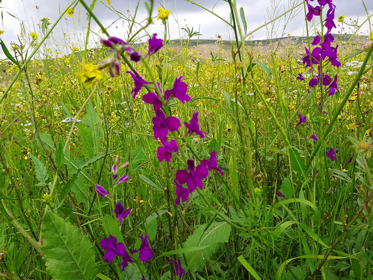 Delphinium ajacis