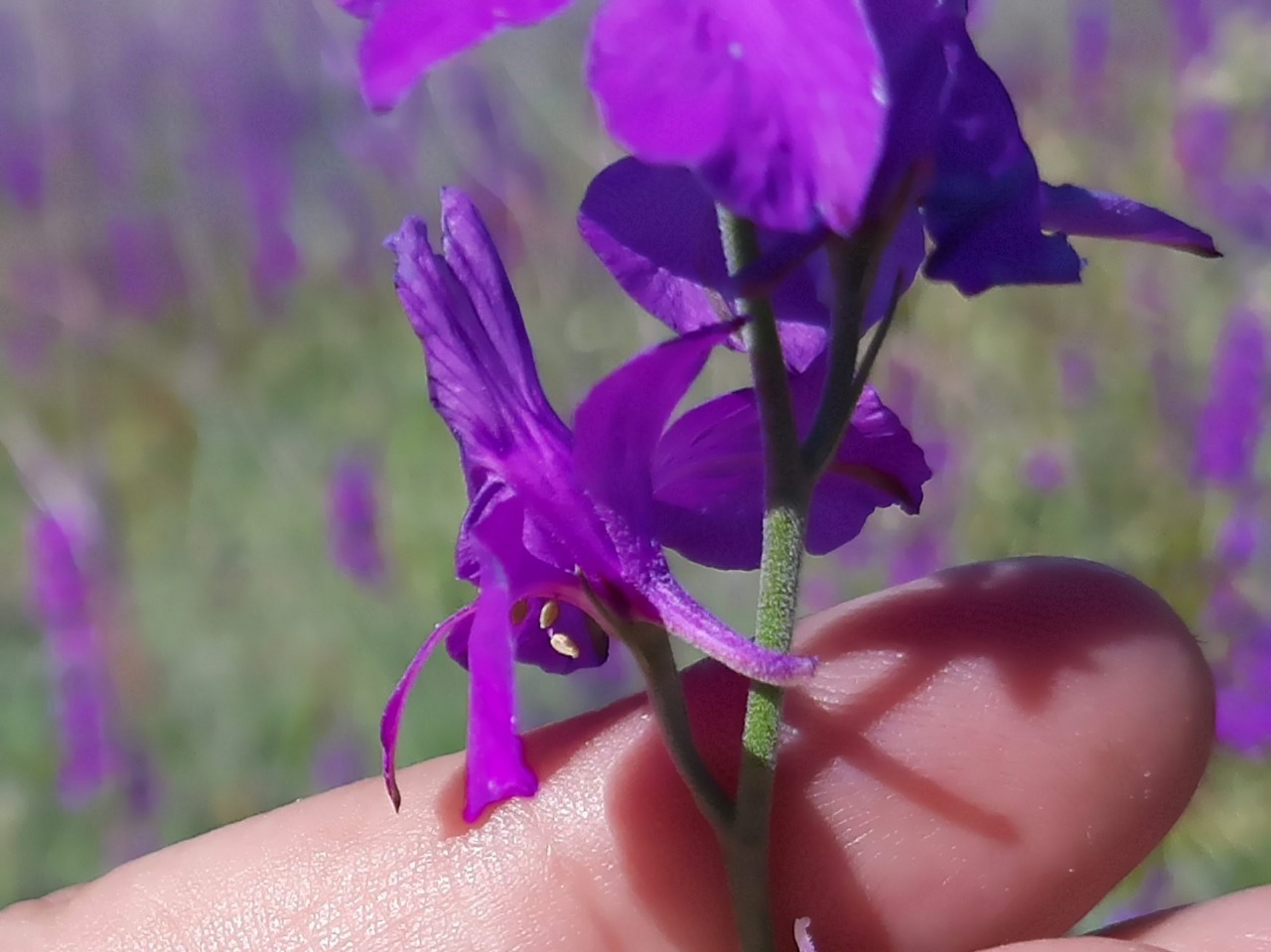 Delphinium ajacis