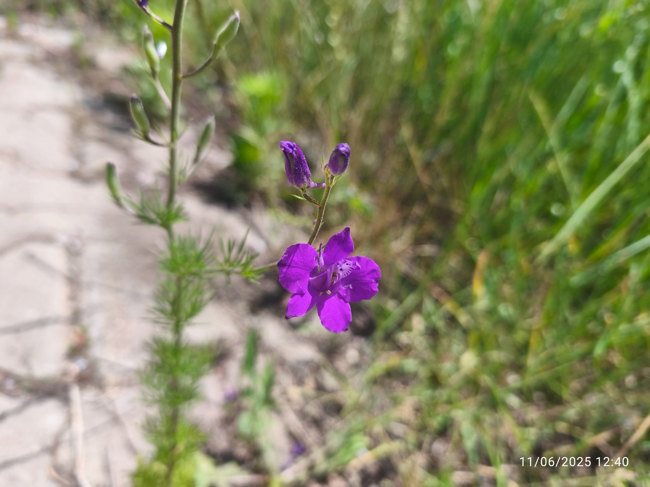 Delphinium ajacis