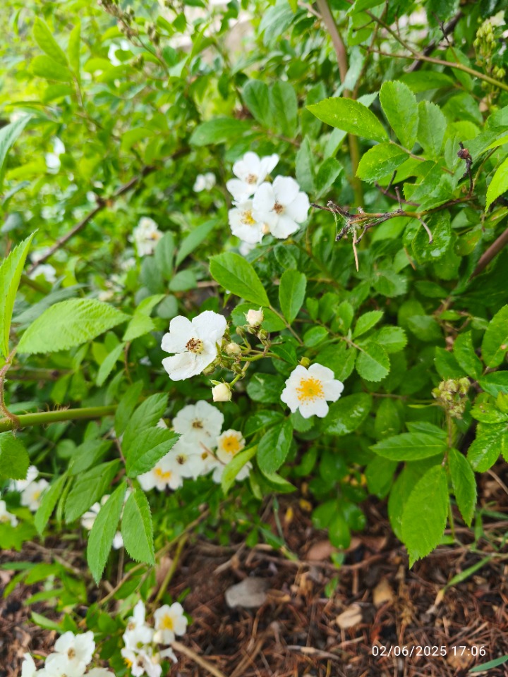 Rosa sempervirens