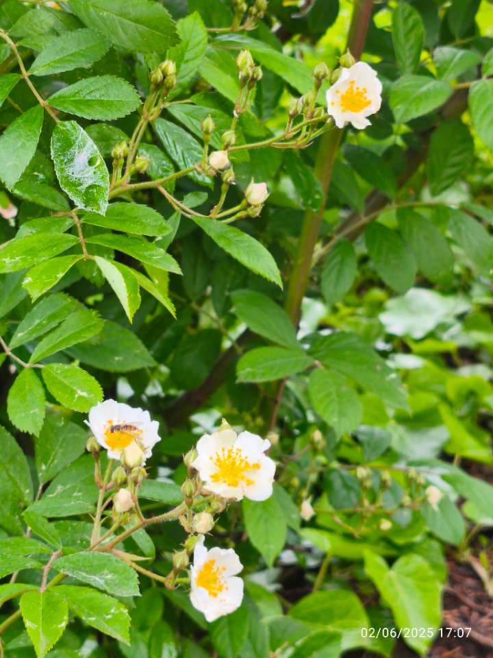Rosa sempervirens