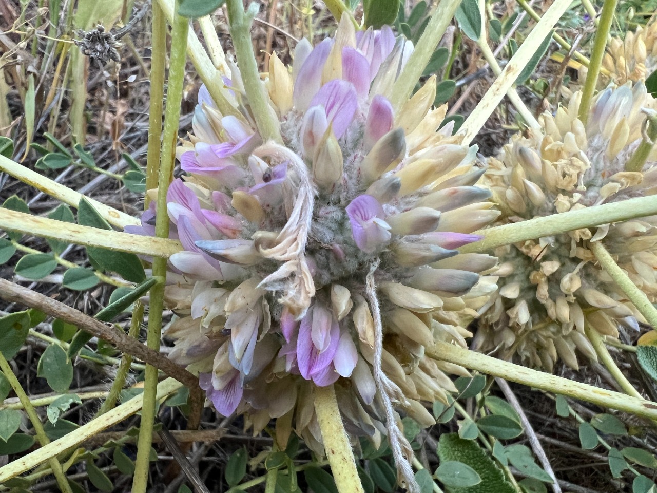Astragalus longifolius