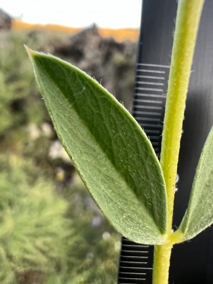 Astragalus longifolius