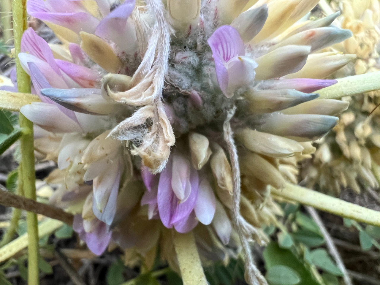 Astragalus longifolius