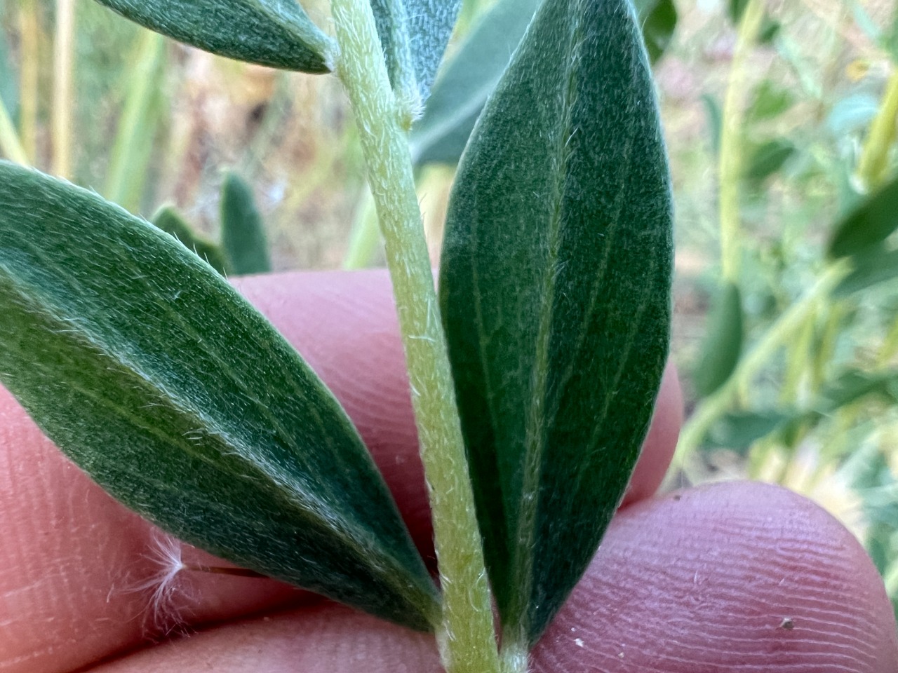 Astragalus longifolius