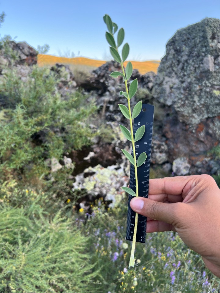 Astragalus longifolius