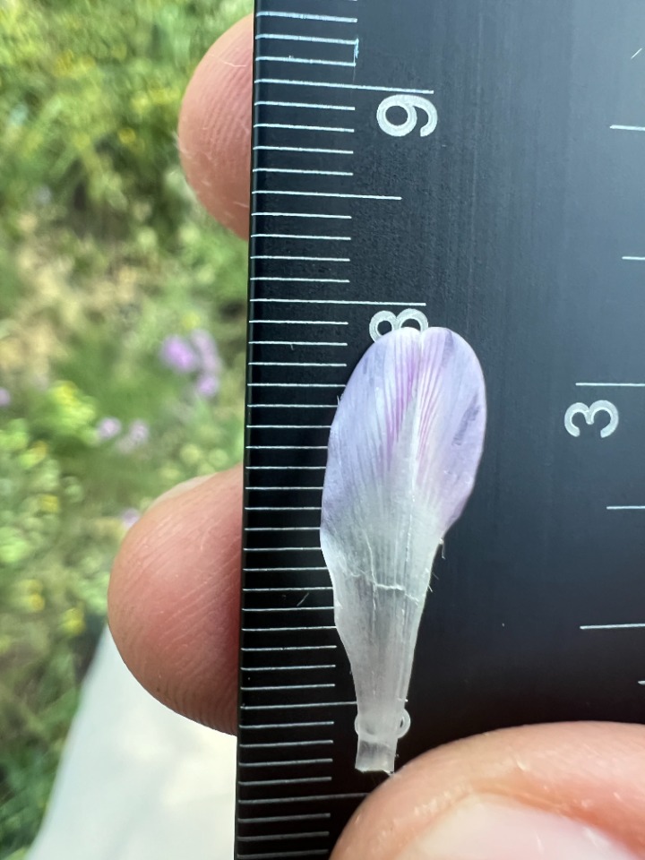 Astragalus longifolius