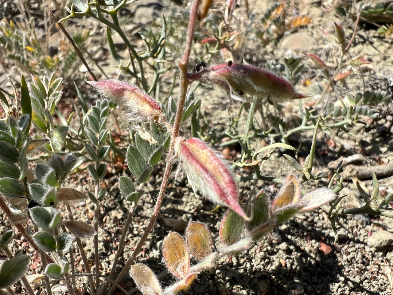 Oxytropis lupinoides