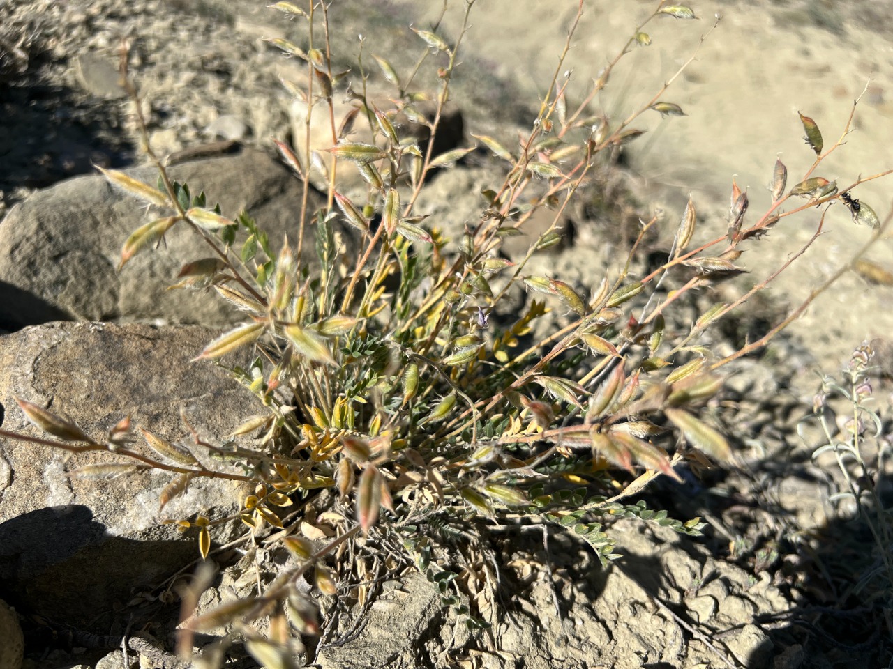 Oxytropis lupinoides