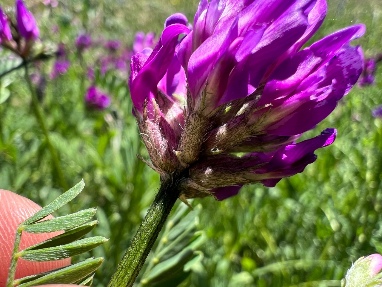 Astragalus eliasianus