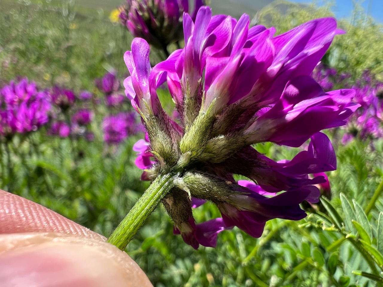 Astragalus eliasianus