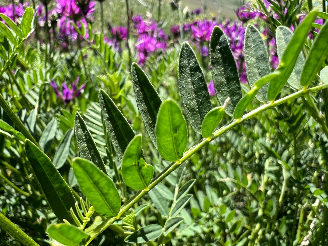 Astragalus eliasianus
