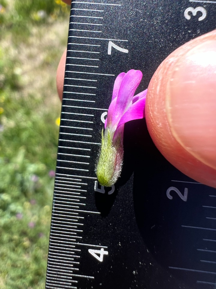 Astragalus eliasianus