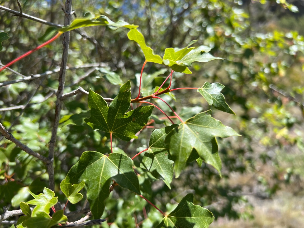 Acer cappadocicum subsp. divergens