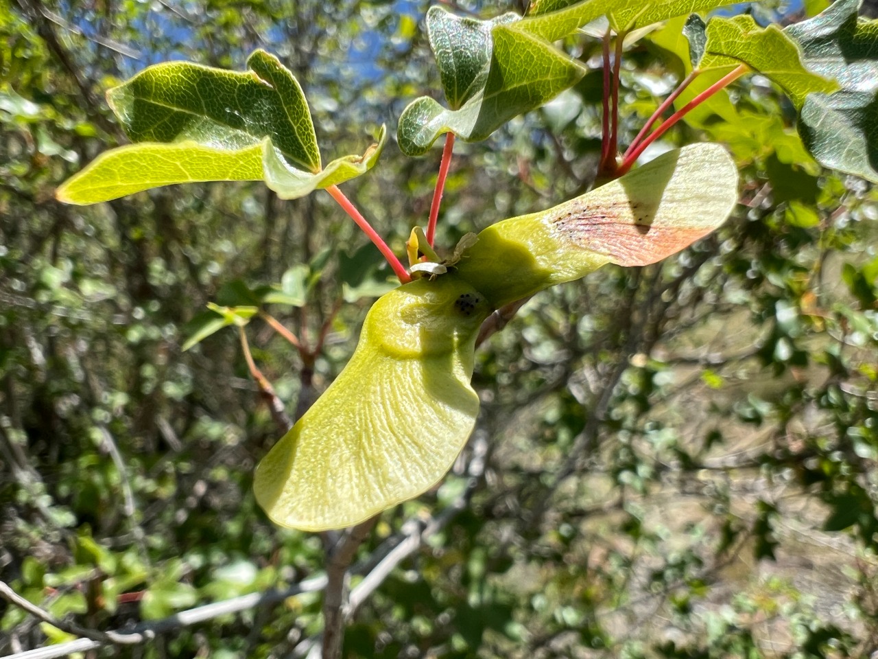 Acer cappadocicum subsp. divergens