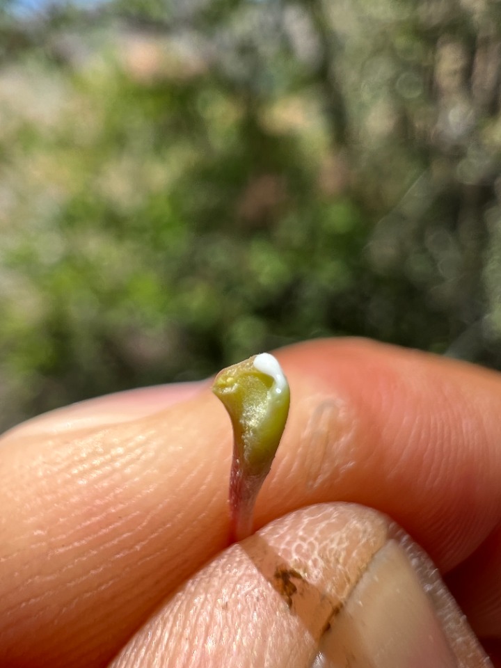 Acer cappadocicum subsp. divergens