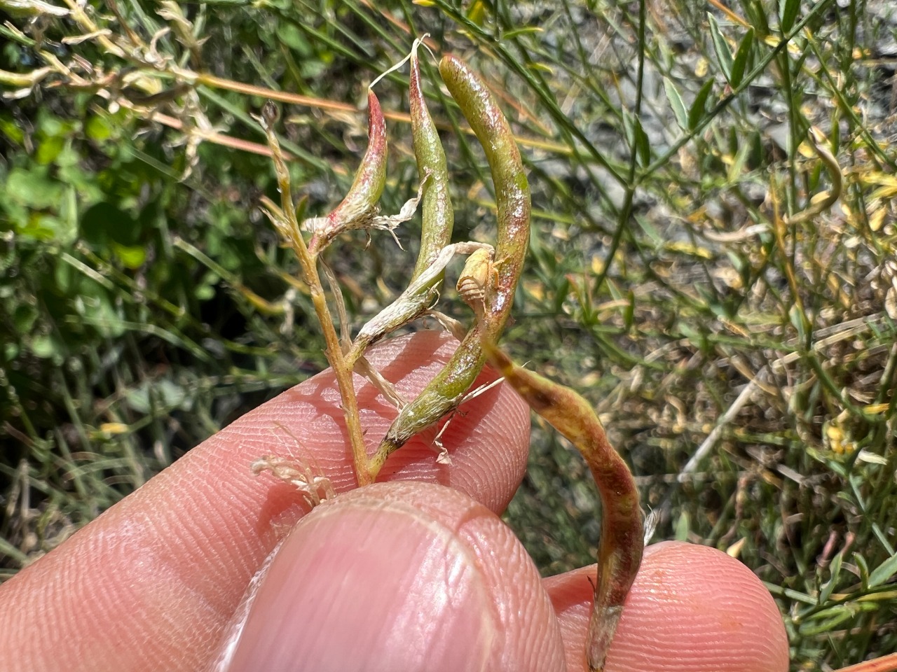 Astragalus stevenianus