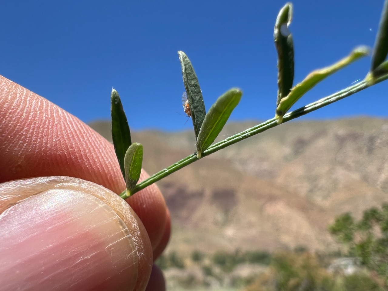 Astragalus stevenianus