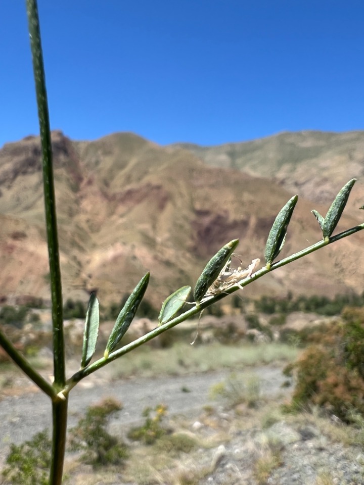 Astragalus stevenianus