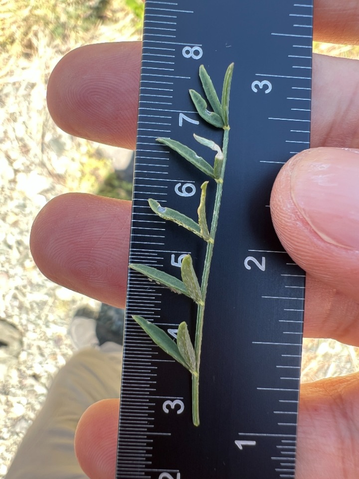 Astragalus stevenianus