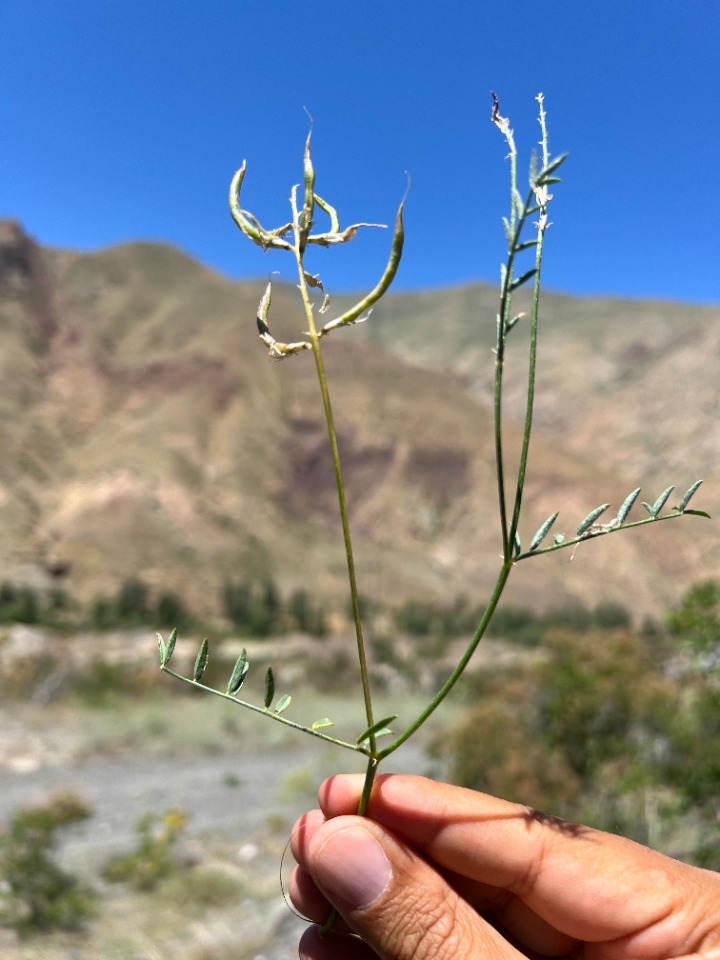 Astragalus stevenianus