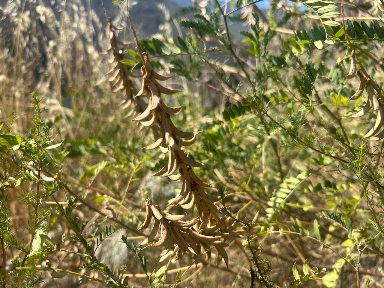 Astragalus falcatus