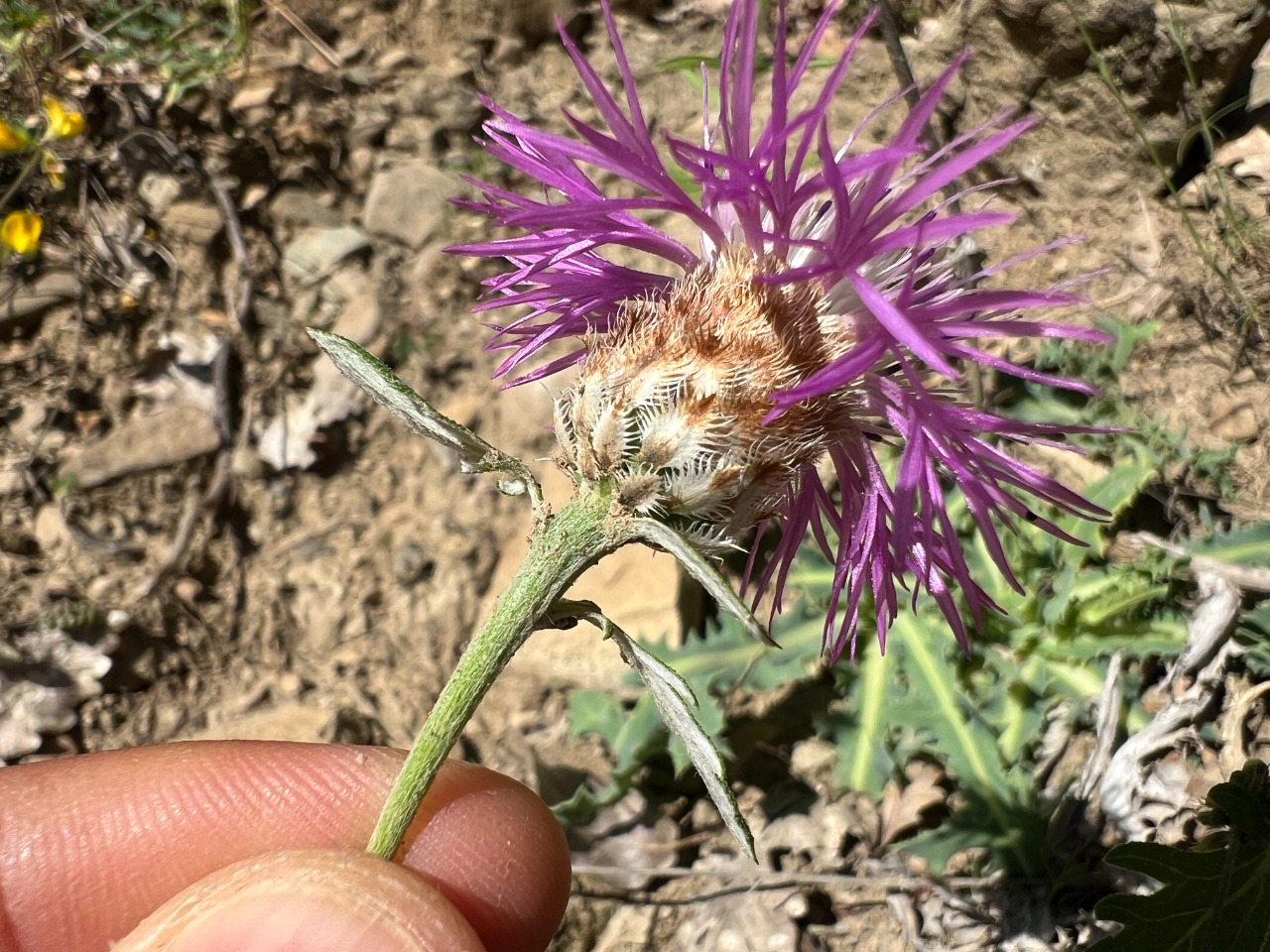 Psephellus dealbatus