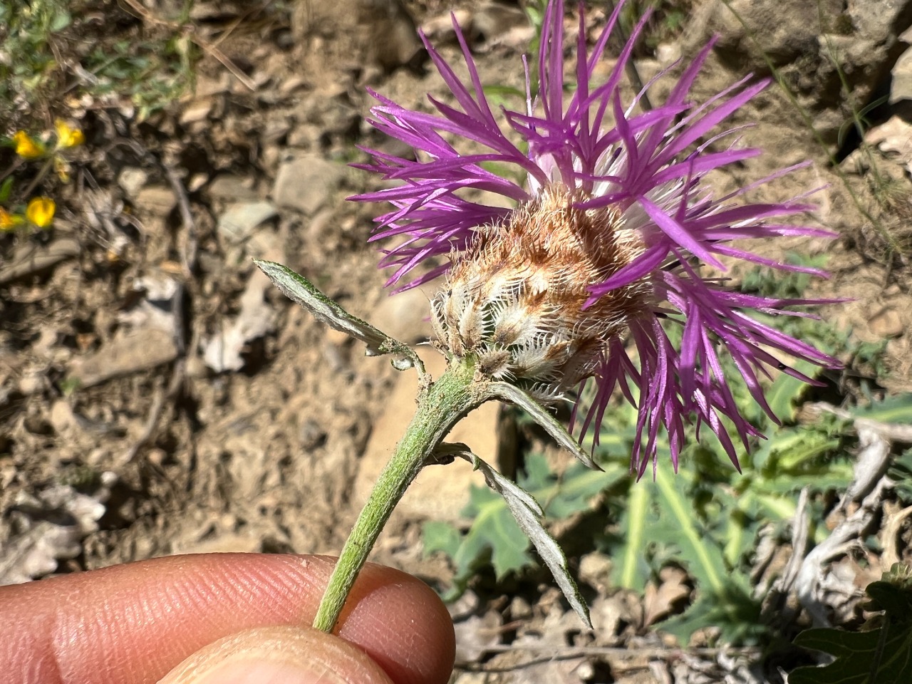 Psephellus dealbatus