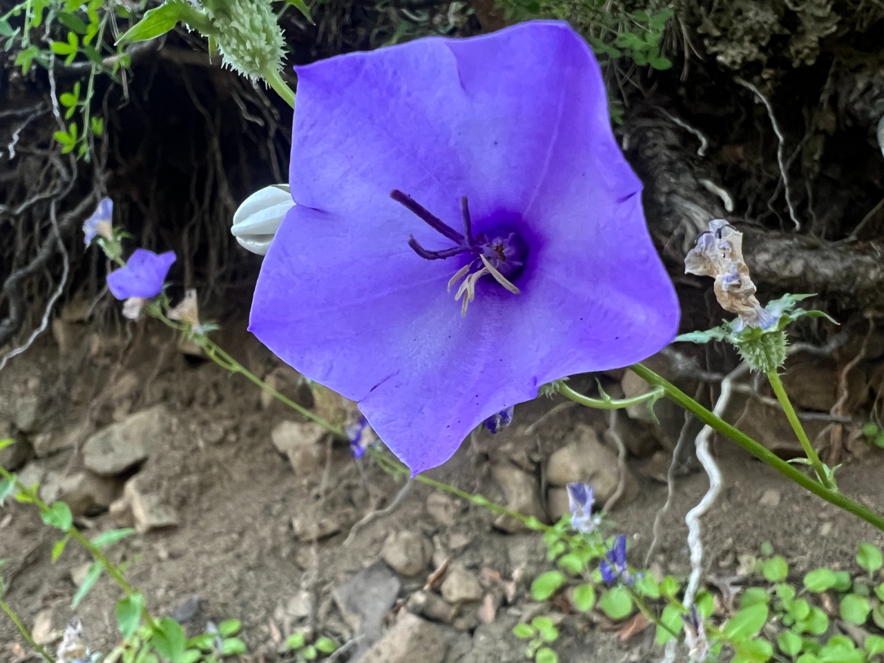 Campanula pontica