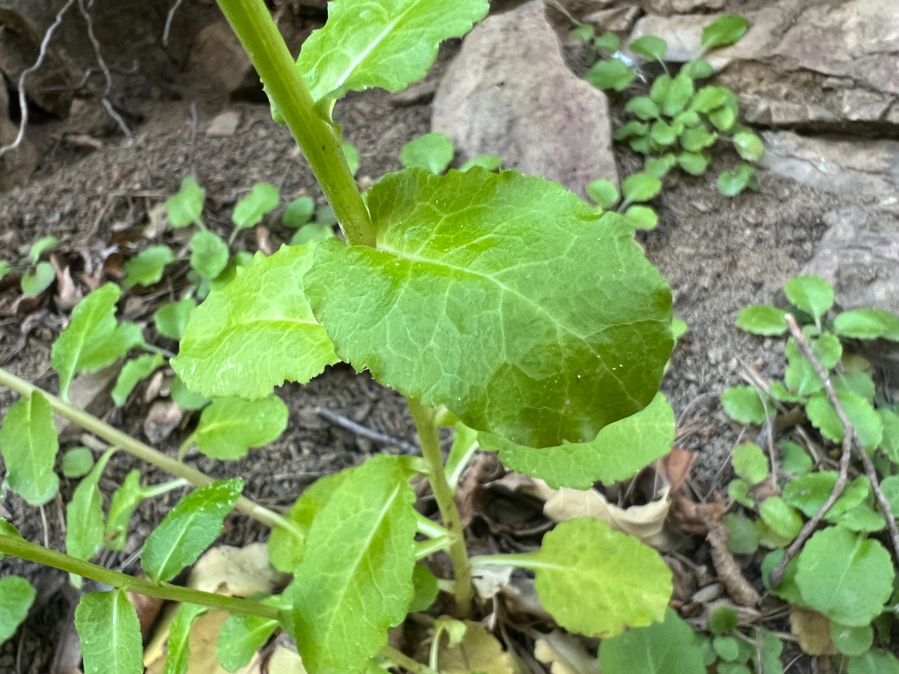 Campanula pontica