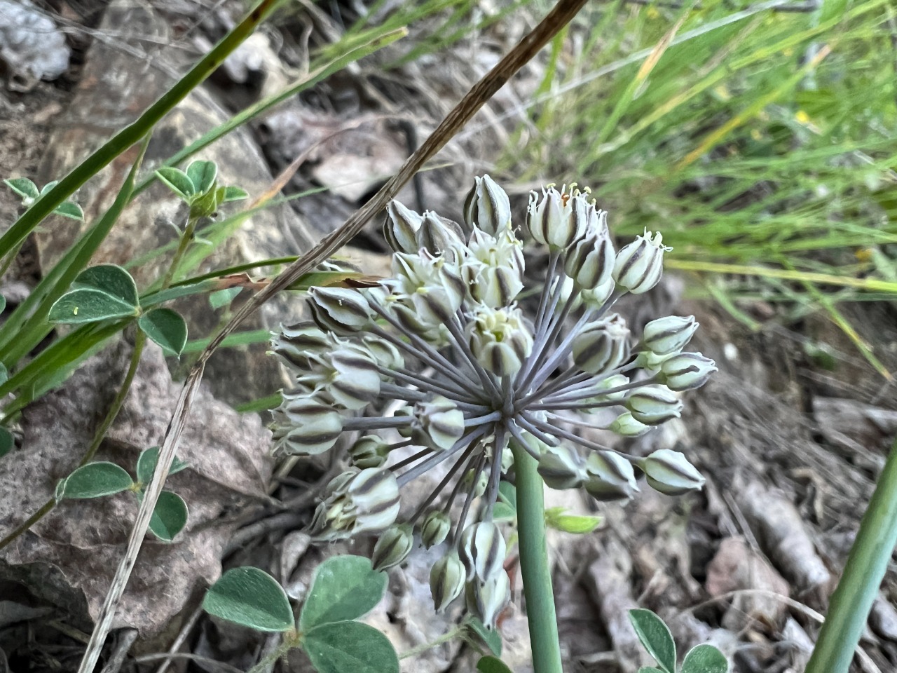 Allium gramineum