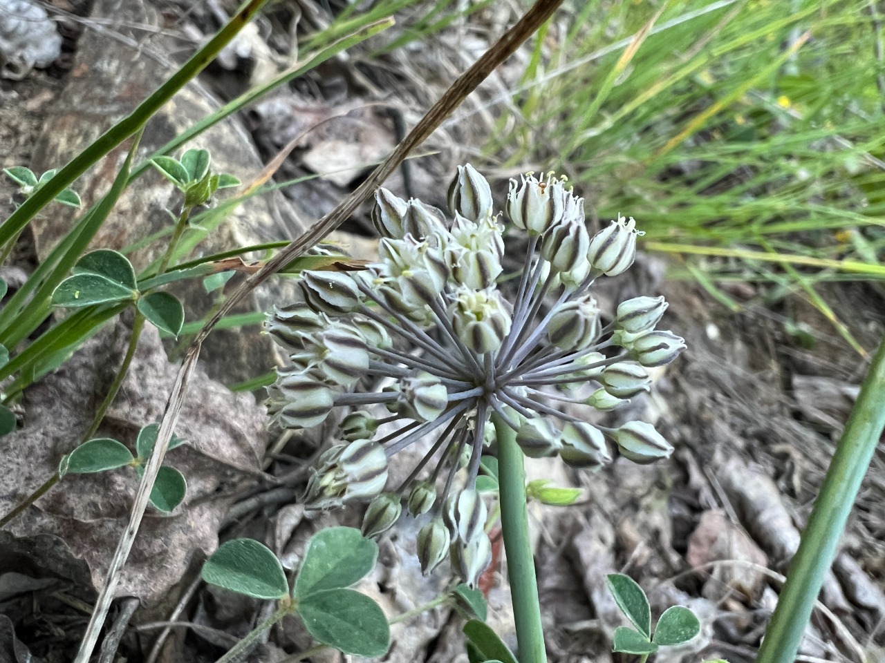 Allium gramineum