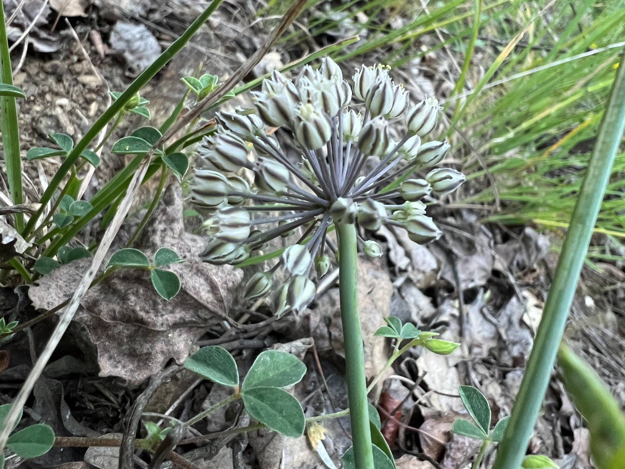Allium gramineum