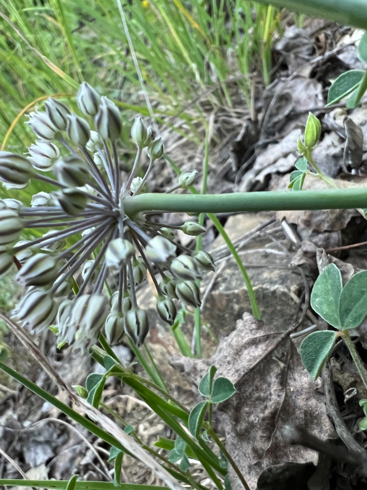 Allium gramineum