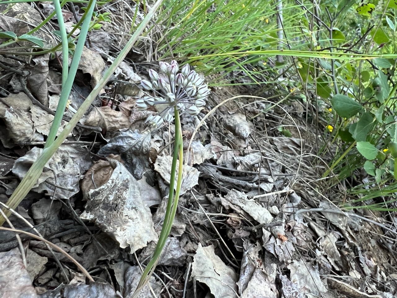 Allium gramineum