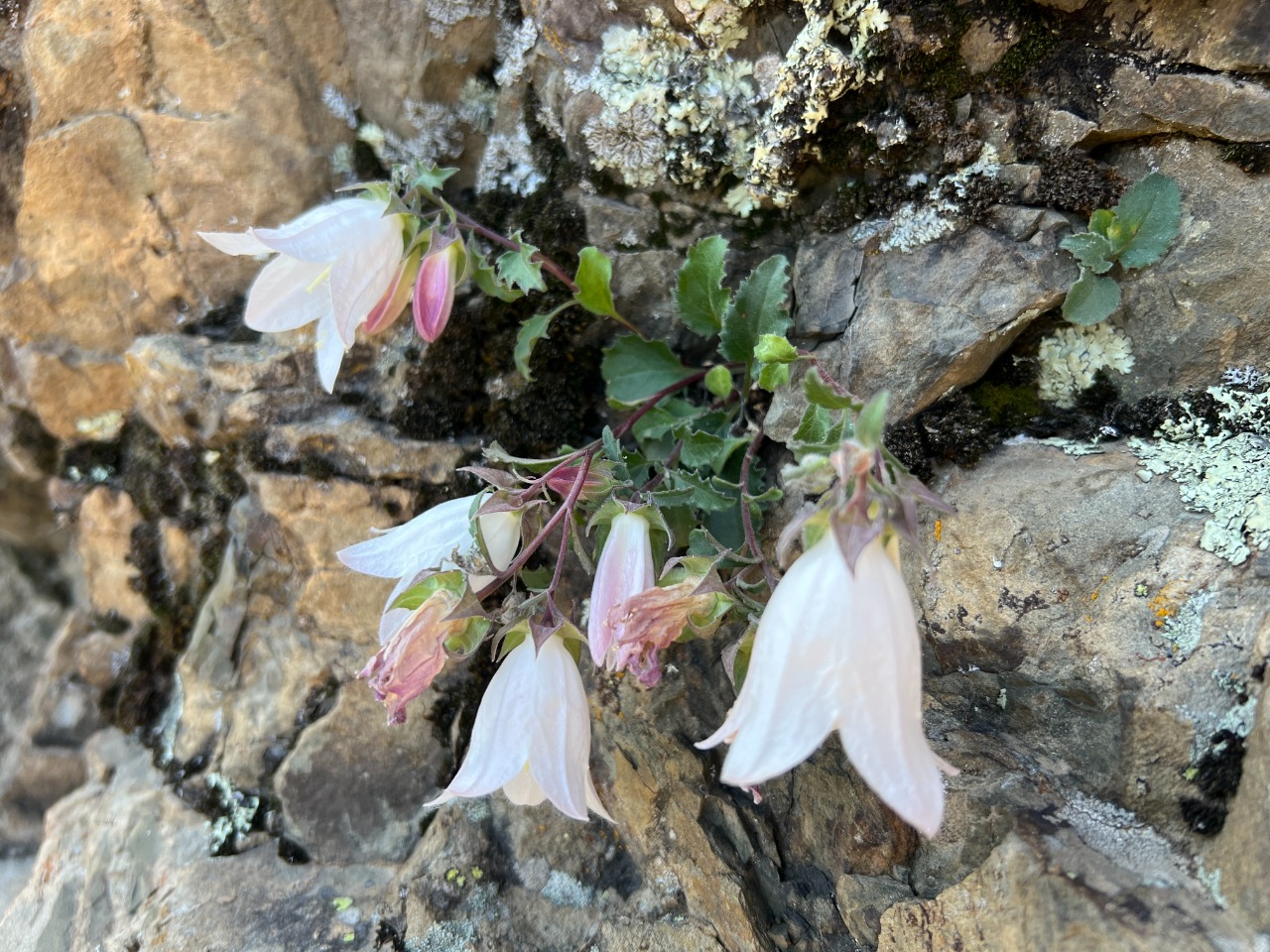 Campanula betulifolia