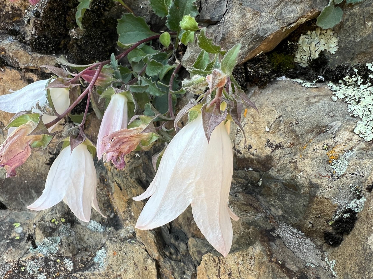 Campanula betulifolia