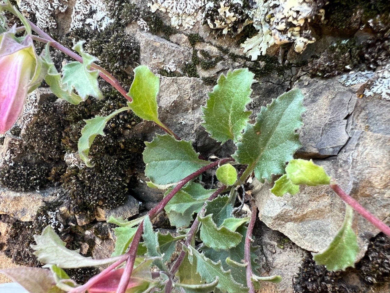 Campanula betulifolia
