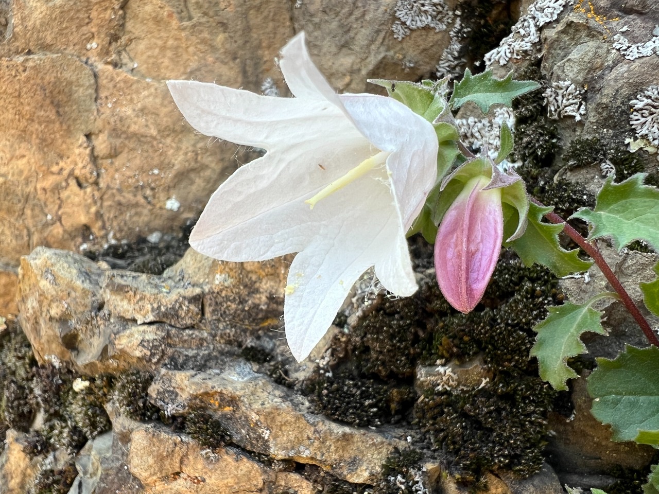 Campanula betulifolia
